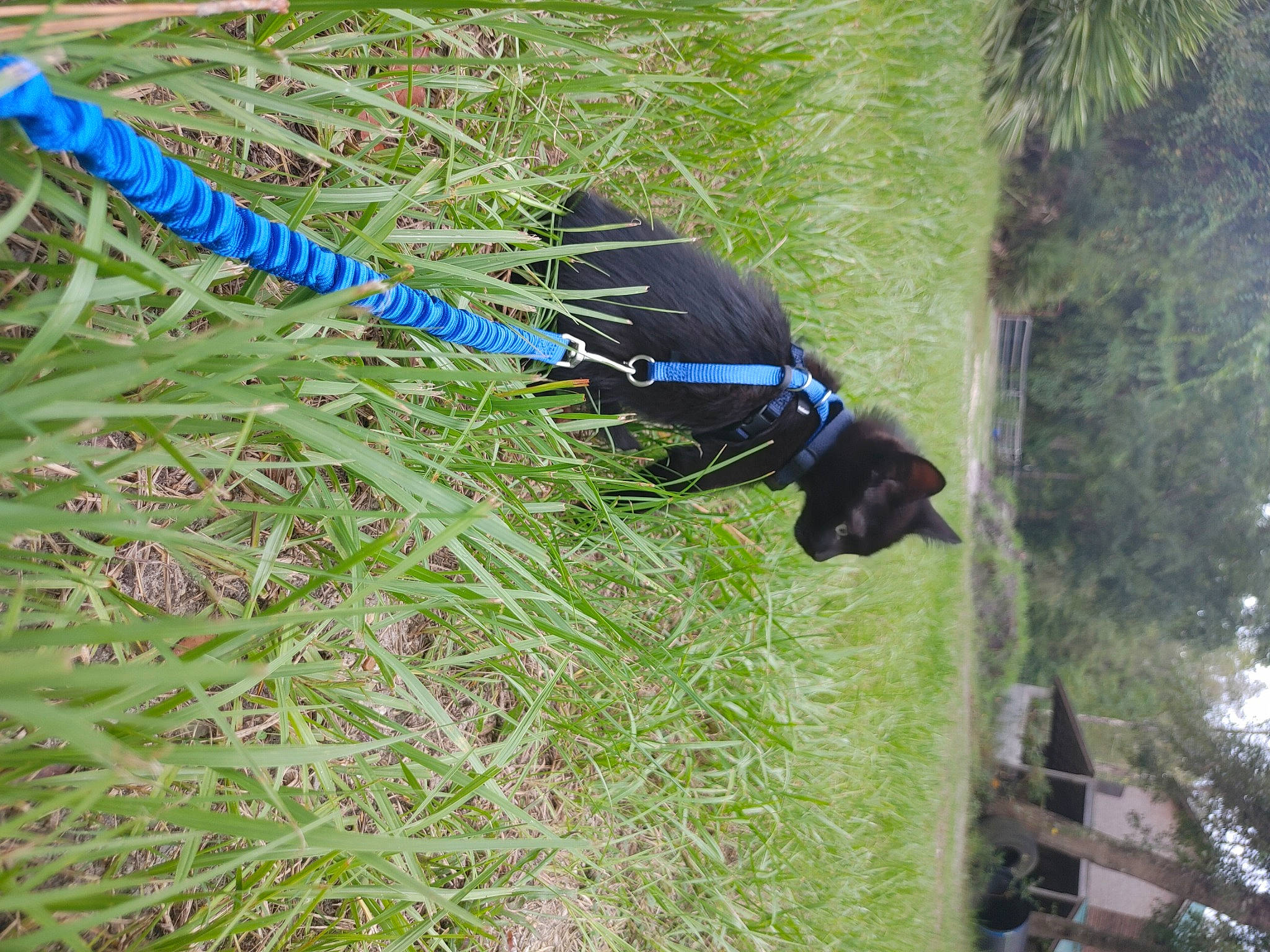 Grim joined the competition — help win amazing prizes! grass, plant, tree