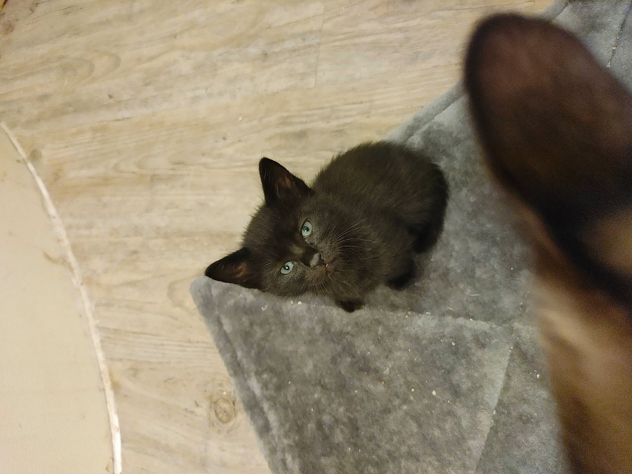 Grim is registered to the contest to win money with this photo: carnivore, cat, fawn, felidae, korat, mammal, whiskers