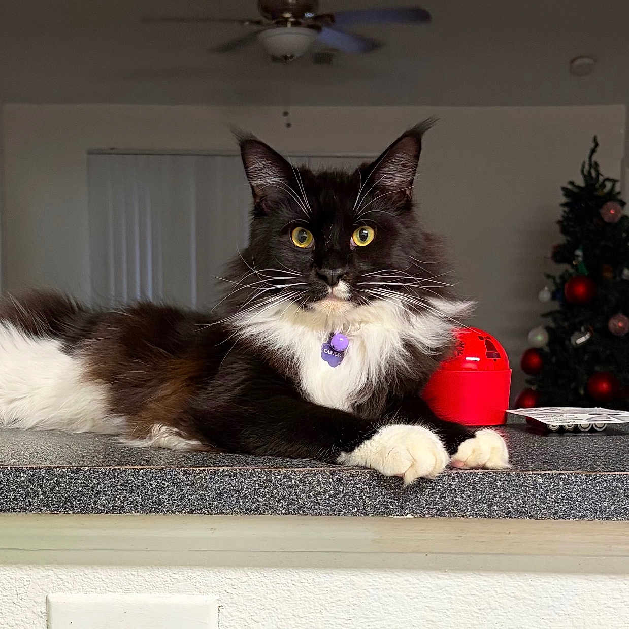 Oliver joined the competition — help win amazing prizes! animal, black_and_white, cat, christmas_tree, collar, countertop, cute, decorations, domestic_animal, feline, fur, holiday, household, indoor, living_room, mammal, pet, portrait, relaxed, whiskers