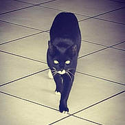 Tequila a rejoint le concours — aidez-le/la à gagner de superbes lots ! cat, black_cat, white_paws, walking, floor, tile_floor, indoor, pet, animal, whiskers, feline, four_legs, fur, eyes, mustache_marking, quiet, alone, shadow, reflection, focused