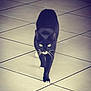 cat, black_cat, white_paws, walking, floor, tile_floor, indoor, pet, animal, whiskers, feline, four_legs, fur, eyes, mustache_marking, quiet, alone, shadow, reflection, focused