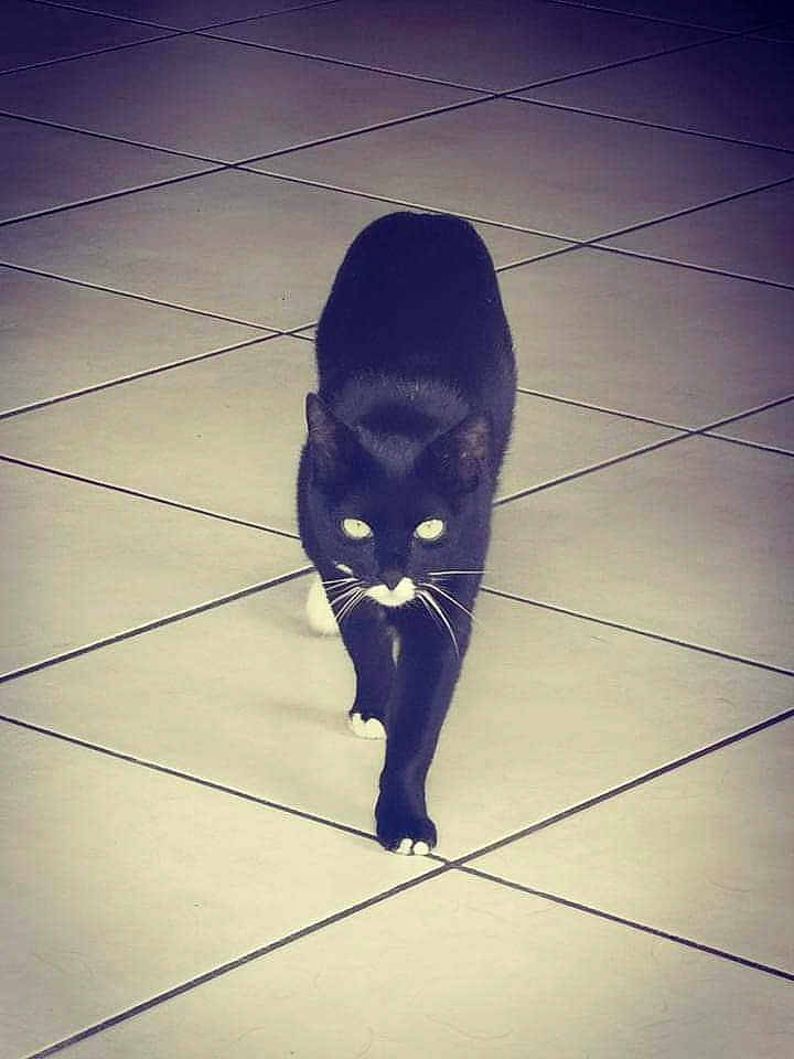 Tequila a rejoint le concours — aidez-le/la à gagner de superbes lots ! cat, black_cat, white_paws, walking, floor, tile_floor, indoor, pet, animal, whiskers, feline, four_legs, fur, eyes, mustache_marking, quiet, alone, shadow, reflection, focused