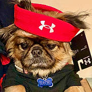 Hachi joined the competition — help win amazing prizes! dog, pet, small_dog, face, fur, headband, red_headband, under_armour_logo, collar, name_tag, hachi_tag, portrait, close_up, cute, indoor, brown_fur, black_fur, eyes, nose, whiskers
