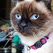 Nina participe au concours pour gagner de l'argent avec cette photo : cat, siamese_cat, blue_eyes, close_up, indoor, collar, bell, whiskers, fur, pet, animal, domestic, cute, face, portrait, feline, household, blurred_background, focused, alert