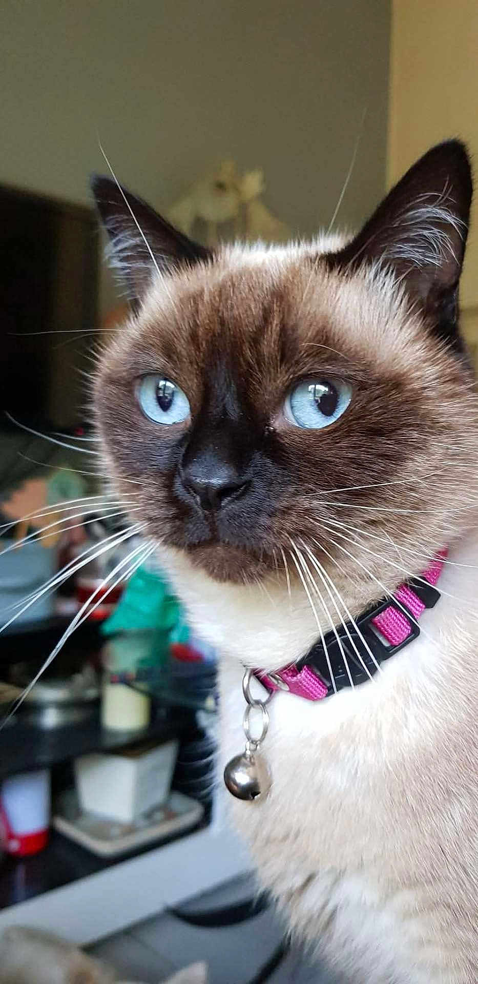 Nina participe au concours pour gagner de l'argent avec cette photo : cat, siamese_cat, blue_eyes, close_up, indoor, collar, bell, whiskers, fur, pet, animal, domestic, cute, face, portrait, feline, household, blurred_background, focused, alert