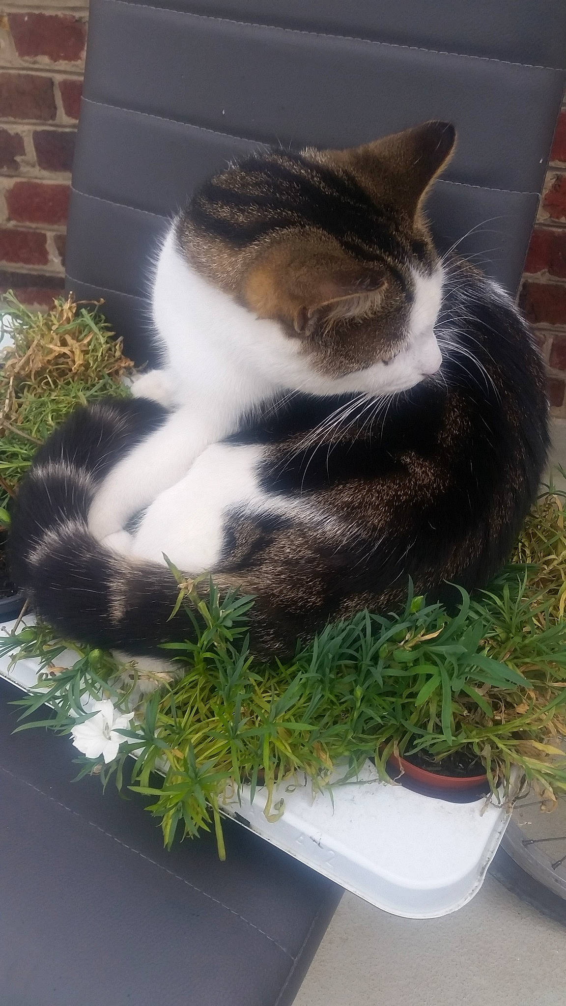 Kenny participe au concours pour gagner de l'argent avec cette photo : aegean_cat, carnivore, cat, domestic_short_haired_cat, european_shorthair, felidae, fur, grass, grass_family, plant, polydactyl_cat, small_to_medium_sized_cats, tail, whiskers