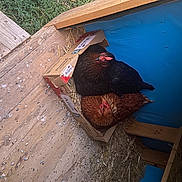 Coquine Et Coquette participe au concours pour gagner de l'argent avec cette photo : beak, bird, chicken, fowl, galliformes, hardwood, hat, lumber, pattern, phasianidae, plank, plywood, poultry, roof, room, soil, tints_and_shades, wood, wood_stain