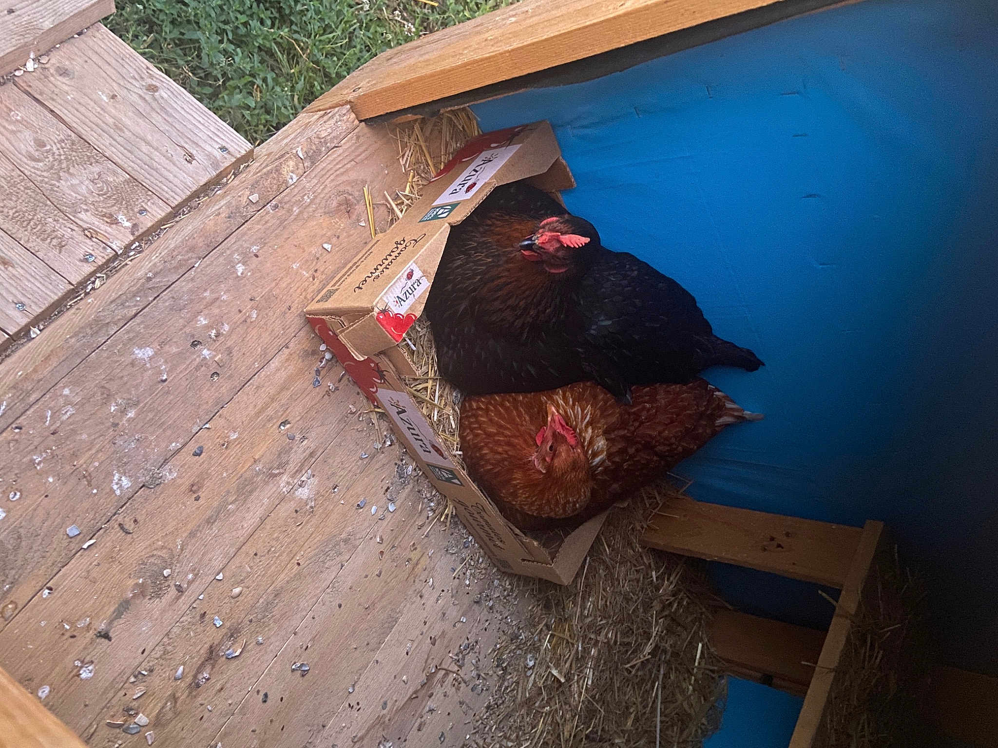 Coquine Et Coquette
