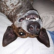 Darby is registered to the contest to win money with this photo: brown_fur, canine, close_up, companion, dog, ears, funny_expression, fur_texture, indoor, pet, playful, relaxed, resting, sleepy, snout, teeth, tongue, upside_down, wet_nose, white_towel