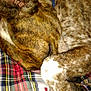 Darby joined the competition — help win amazing prizes! animal, blanket, brindle, canine, closeup, cozy, cute, dog, domestic_animal, ear, fur, indoor, paw, peaceful, pet, plaid, relaxing, resting, sleeping, snout