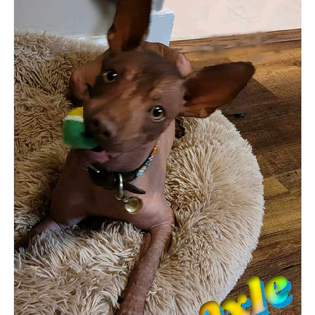 Axle