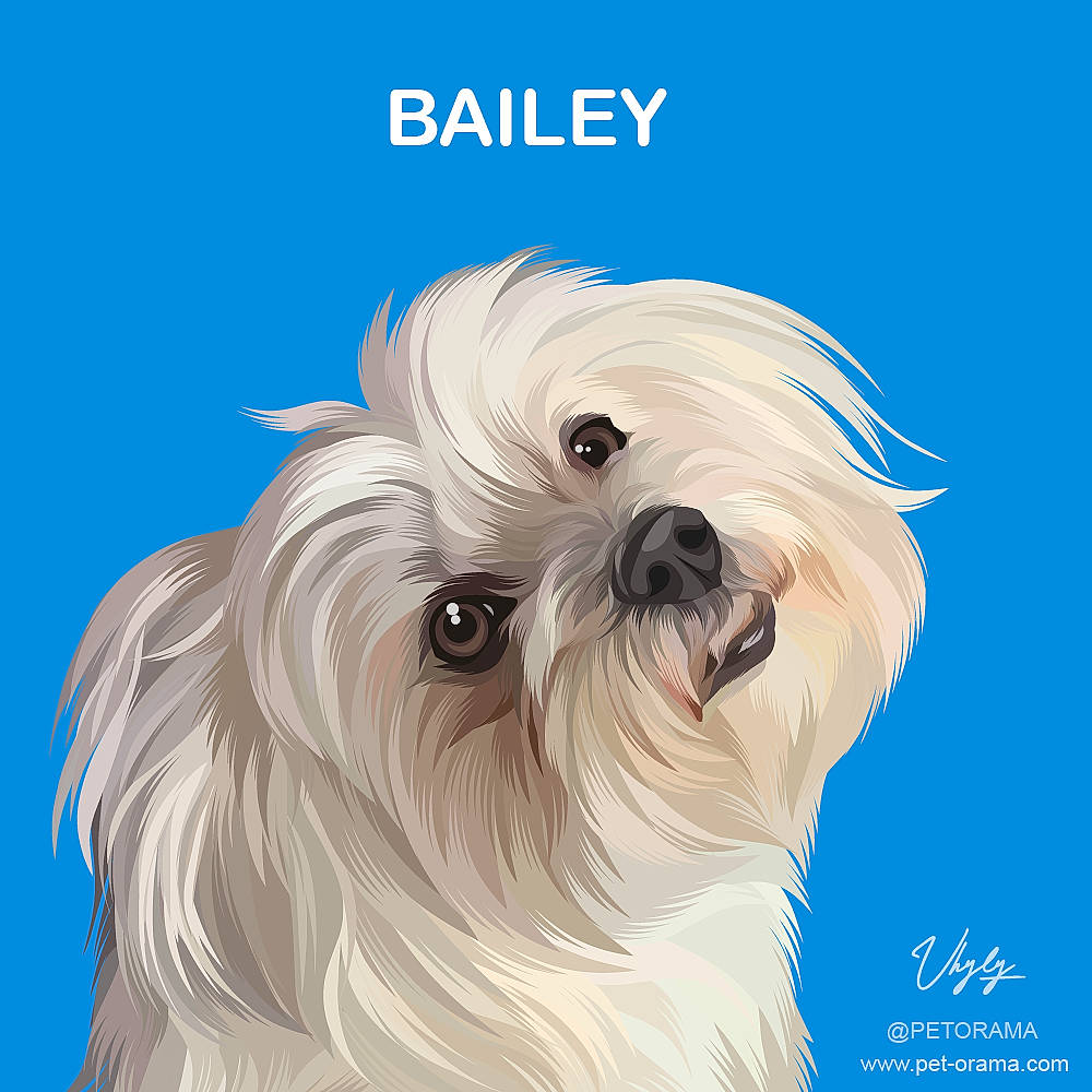 Bailey is registered to the contest to win money with this photo: art, canidae, carnivore, companion_dog, dog, dog_breed, feather, font, fur, giant_dog_breed, non_sporting_group, pet_supply, small_terrier, toy_dog, working_animal
