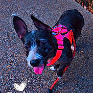 Nala participe au concours pour gagner de l'argent avec cette photo : dog, pet, leash, harness, outdoor, path, pavement, happy, tongue_out, black_dog, walking, fence, evening, nature, grass, closeup, canine, cute, playful, animal