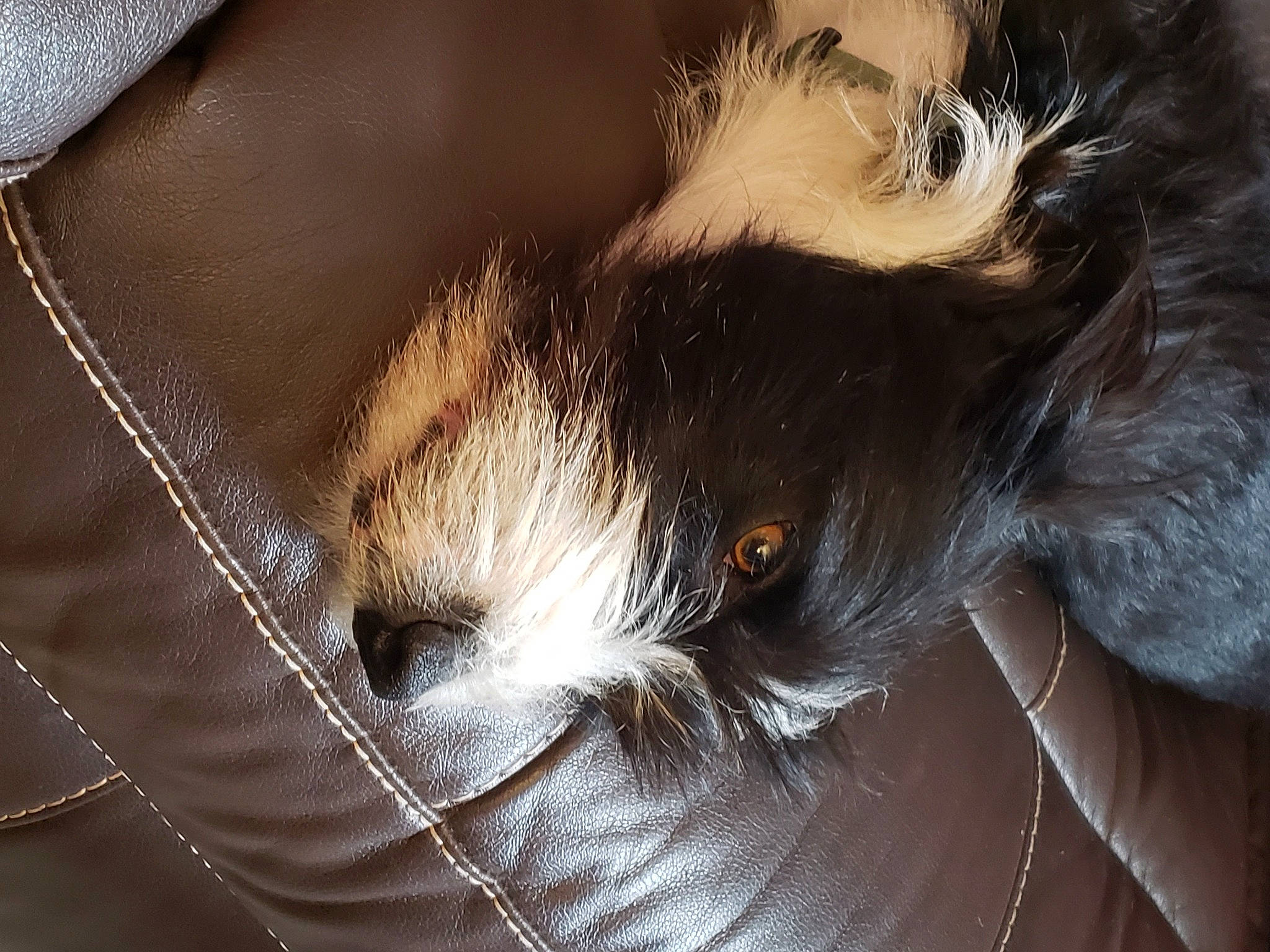 Patches joined the competition — help win amazing prizes! canidae, carnivore, cat, comfort, companion_dog, dog_breed, domestic_short_haired_cat, ear, fawn, felidae, fur, gesture, human_leg, paw, small_to_medium_sized_cats, snout, sporting_group, tail, terrestrial_animal, whiskers