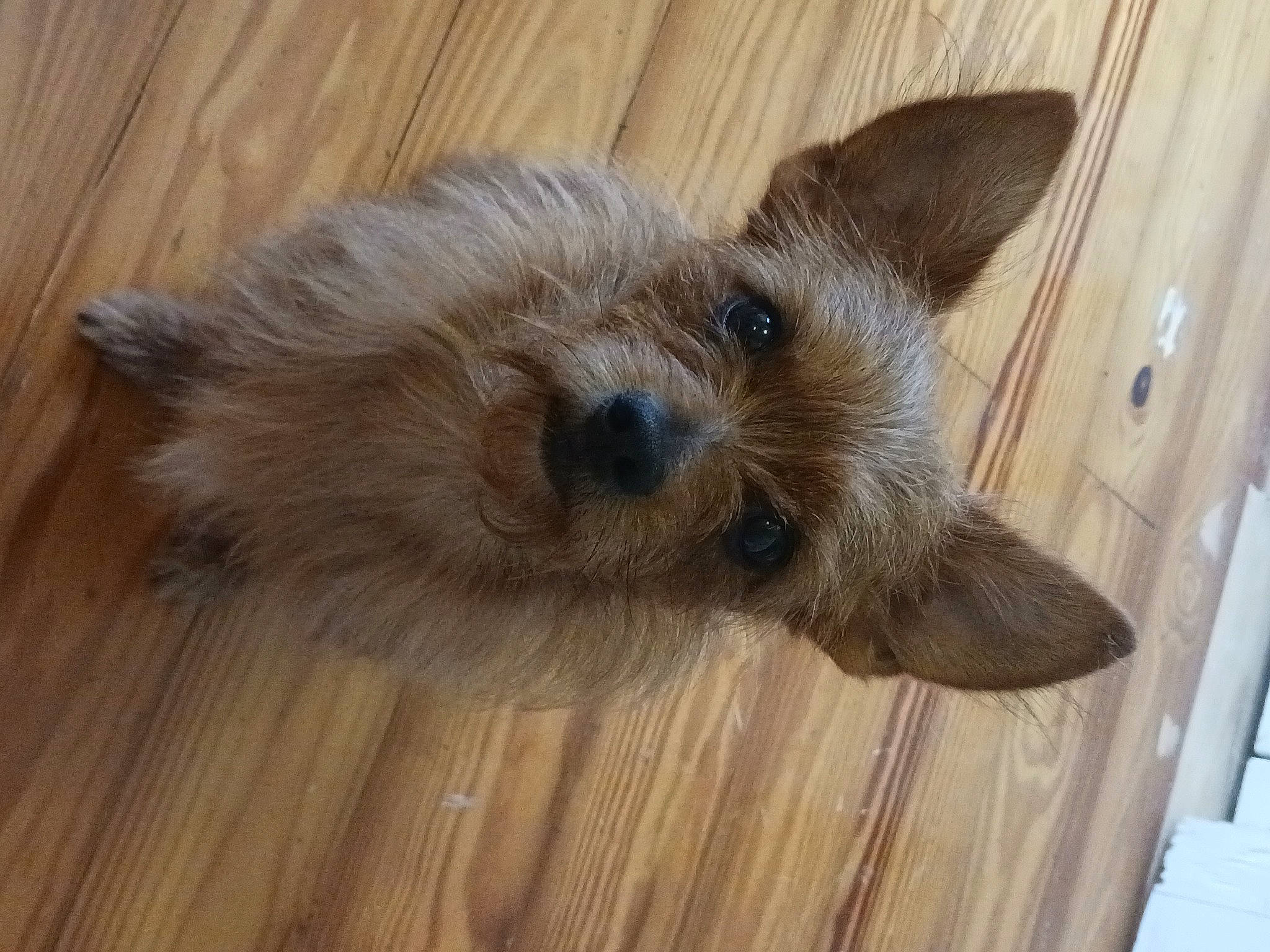 Izzabella is registered to the contest to win money with this photo: carnivore, companion_dog, dog, dog_breed, fawn, flooring, fur, hardwood, laminate_flooring, plank, small_terrier, snout, terrestrial_animal, toy_dog, varnish, whiskers, wood, wood_flooring, wood_stain, working_animal