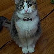 Nala joined the competition — help win amazing prizes! cat, feline, gray_cat, white_chest, fluffy, fur, green_eyes, collar, sitting, paws, whiskers, ears, pet, indoor, wooden_floor, portrait, centered, animal, cable, alert