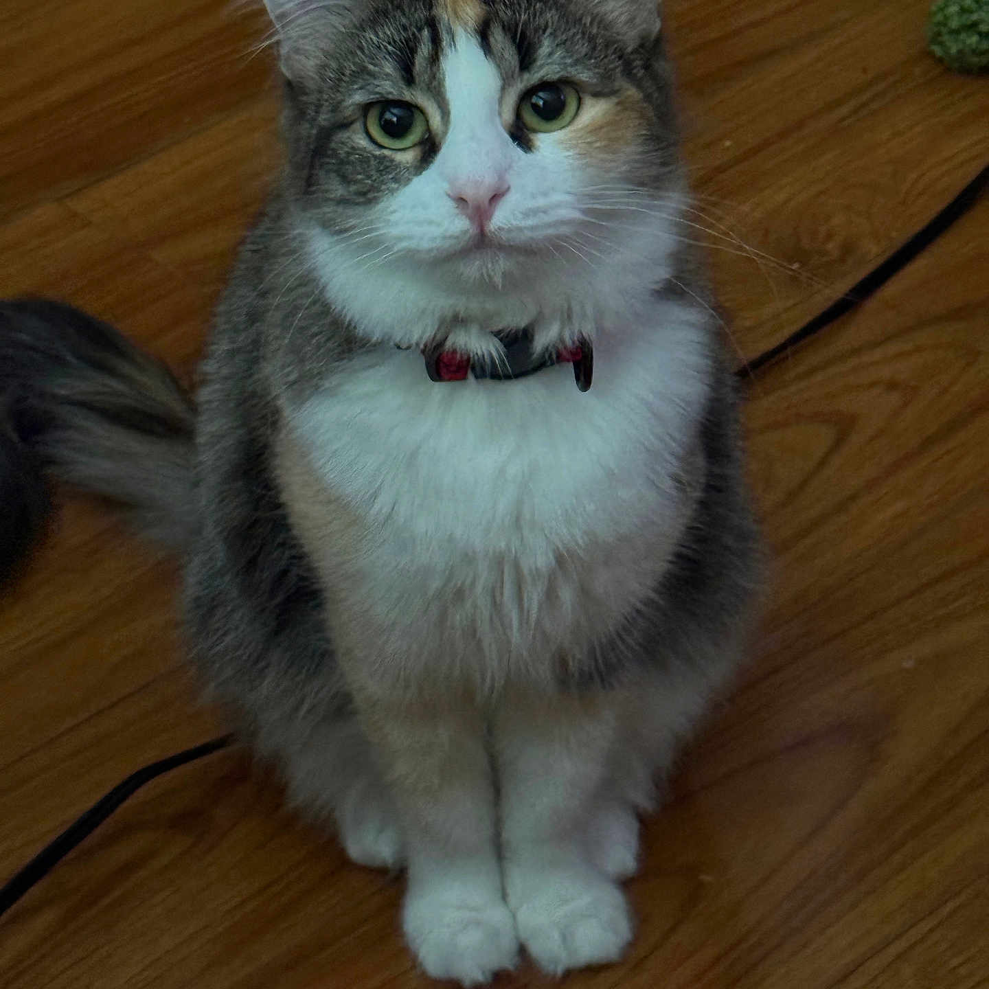 Nala