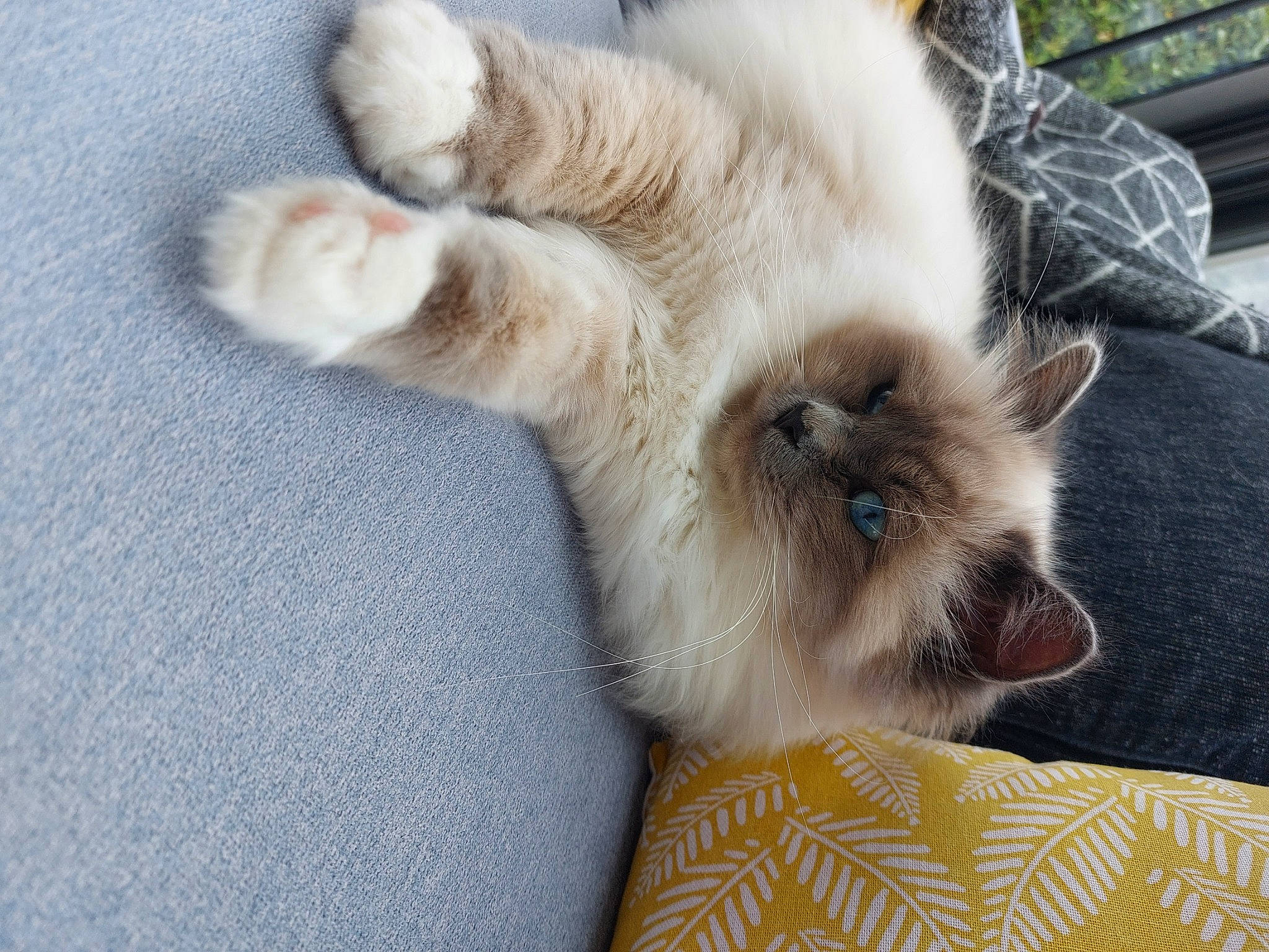 Thallium a rejoint le concours — aidez-le/la à gagner de superbes lots ! balinese, birman, carnivore, cat, claw, comfort, dog_breed, fawn, felidae, fur, nap, paw, siamese, small_to_medium_sized_cats, snout, tail, terrestrial_animal, thai, whiskers, wildlife