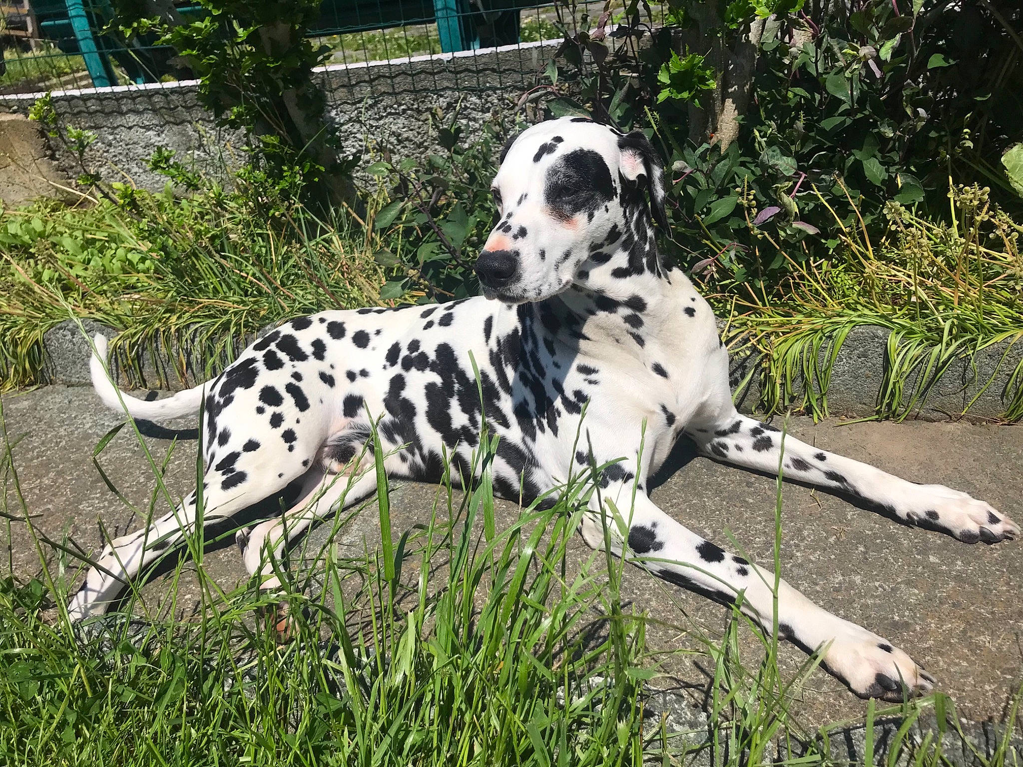 Benzo participe au concours pour gagner de l'argent avec cette photo : canidae, carnivore, companion_dog, dalmatian, dog, dog_breed, fawn, grass, gun_dog, hunting_dog, non_sporting_group, plant, snout, sporting_group, terrestrial_animal, working_animal, working_dog