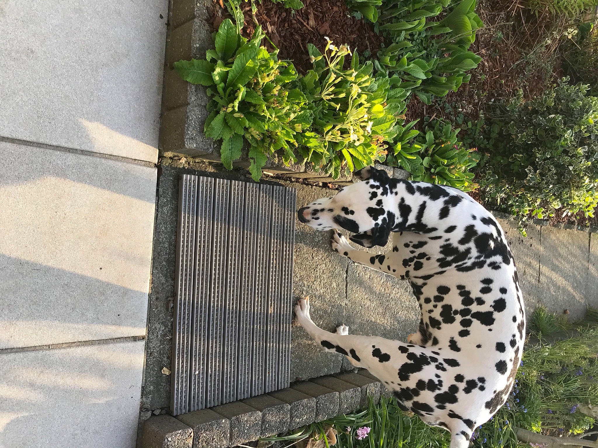 Benzo participe au concours pour gagner de l'argent avec cette photo : big_cats, canidae, carnivore, dalmatian, dog_breed, fawn, felidae, fur, grass, outdoor_bench, plant, road_surface, shadow, small_to_medium_sized_cats, snout, sporting_group, tail, terrestrial_animal, whiskers, wildlife