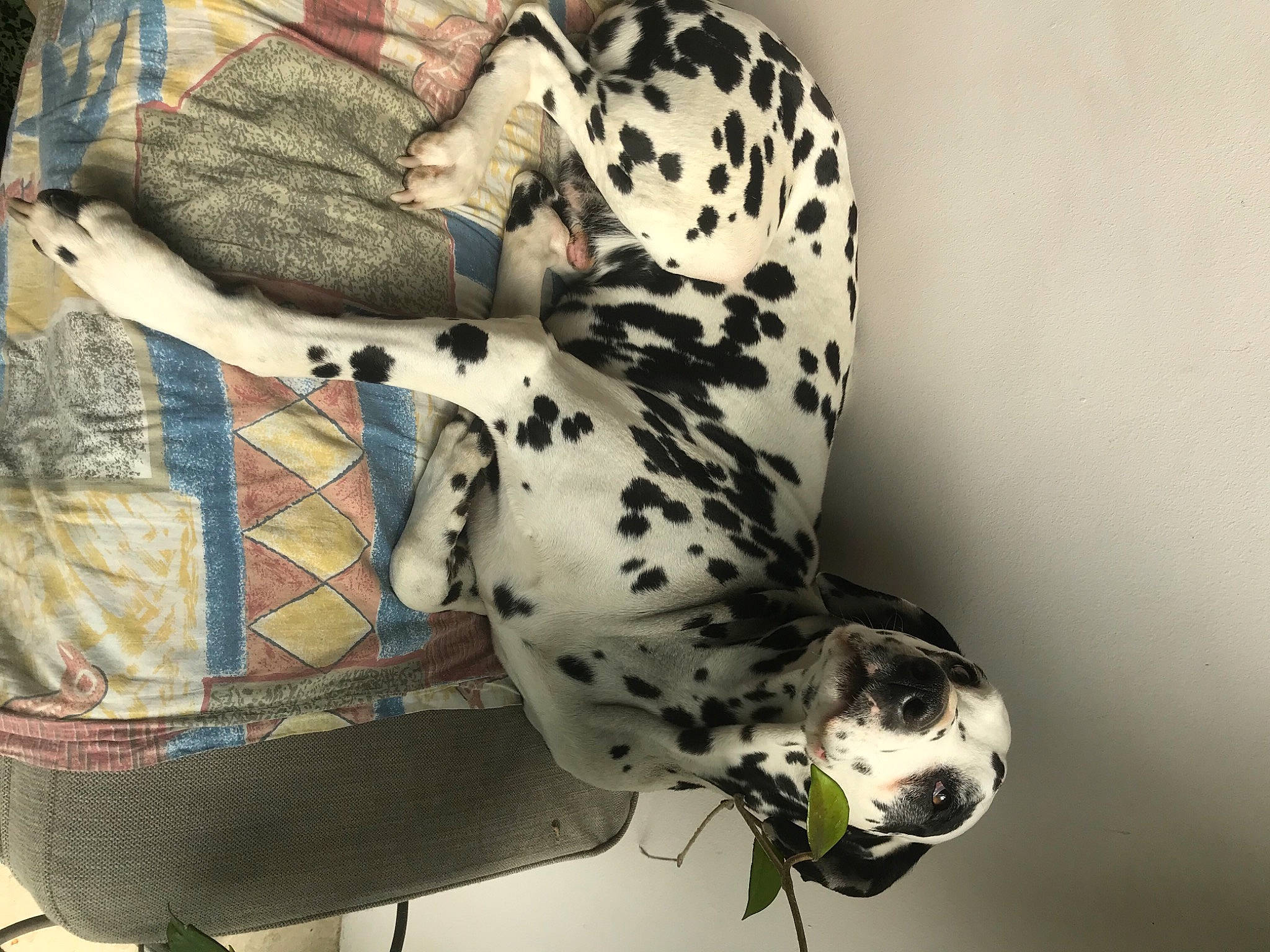 Benzo participe au concours pour gagner de l'argent avec cette photo : carnivore, comfort, companion_dog, dalmatian, dog, dog_breed, fawn, felidae, foot, human_leg, knee, leg, pattern, recreation, small_to_medium_sized_cats, snout, sporting_group, tail, thigh, tree