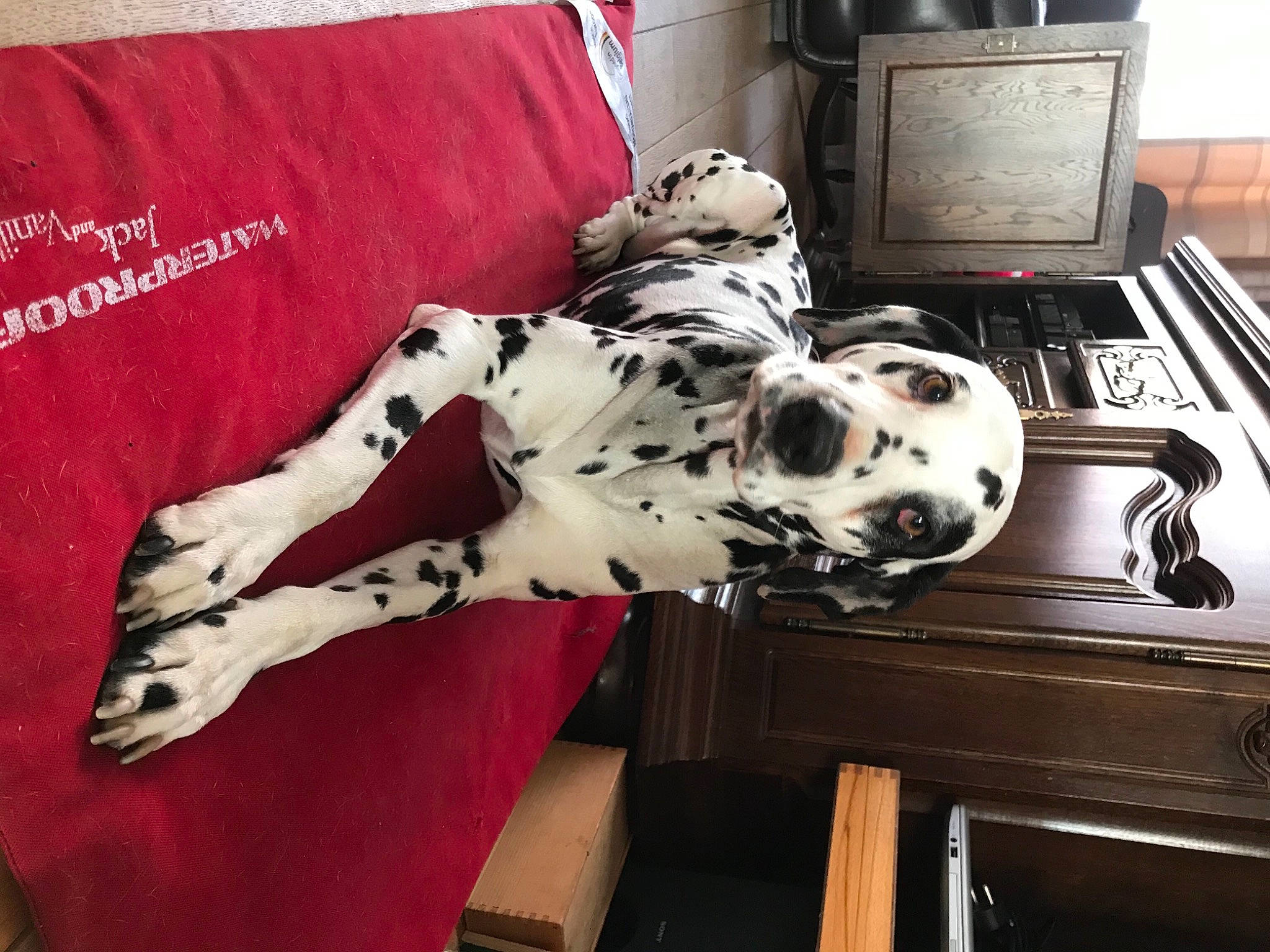 Benzo a rejoint le concours — aidez-le/la à gagner de superbes lots ! canidae, carnivore, comfort, companion_dog, computer_keyboard, couch, dalmatian, dog, dog_breed, felidae, flooring, fur, home_appliance, input_device, linens, machine, office_equipment, office_supplies, room, sporting_group