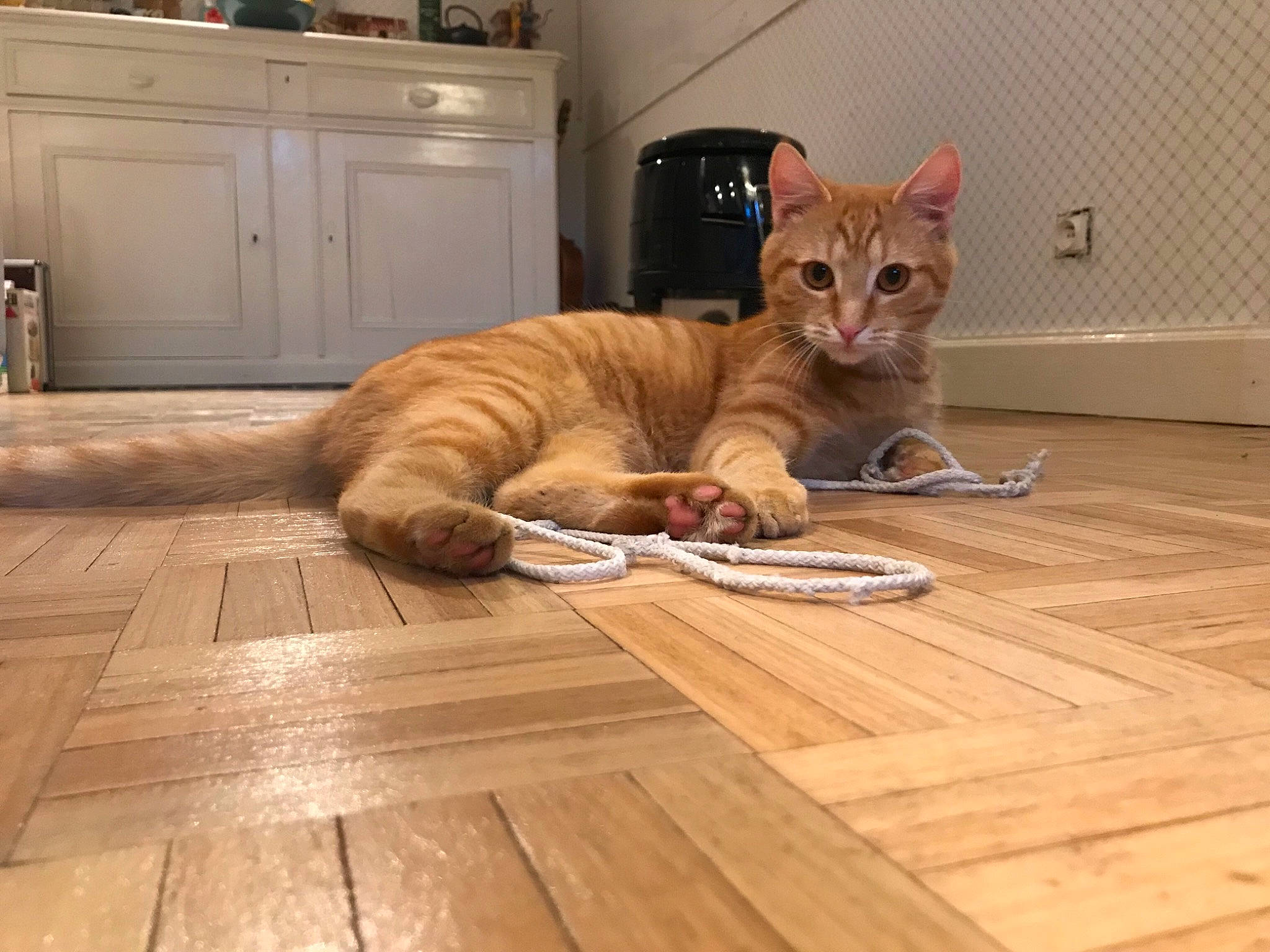 Eros a rejoint le concours — aidez-le/la à gagner de superbes lots ! cabinetry, carnivore, cat, comfort, drawer, fawn, felidae, floor, flooring, hardwood, laminate_flooring, paw, small_to_medium_sized_cats, snout, tail, varnish, whiskers, wood, wood_flooring, wood_stain