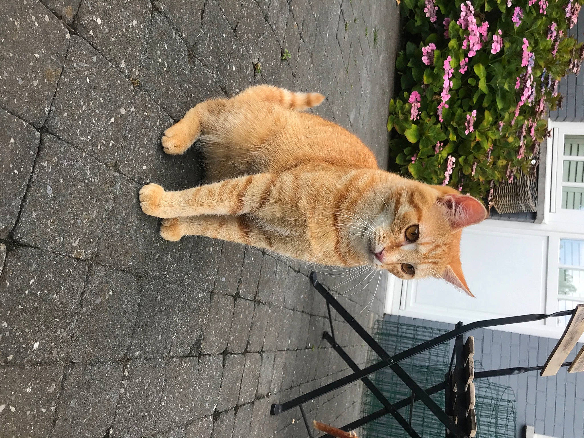 Eros participe au concours pour gagner de l'argent avec cette photo : asphalt, carnivore, cat, domestic_short_haired_cat, fawn, felidae, fur, grass, house, line, plant, road_surface, sidewalk, small_to_medium_sized_cats, snout, tail, tree, whiskers, window, wood