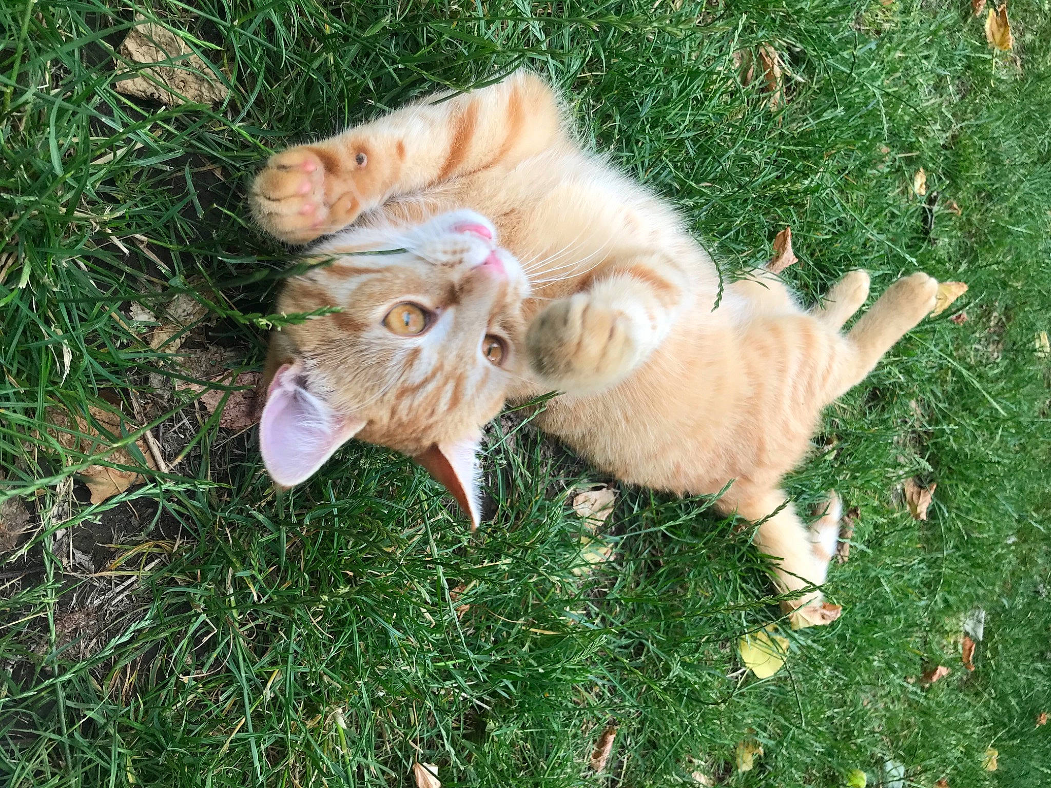 Eros a rejoint le concours — aidez-le/la à gagner de superbes lots ! carnivore, cat, companion_dog, dog_breed, domestic_short_haired_cat, eye, fawn, felidae, fur, grass, groundcover, plant, small_to_medium_sized_cats, snout, sporting_group, tail, terrestrial_animal, toy, whiskers, wood