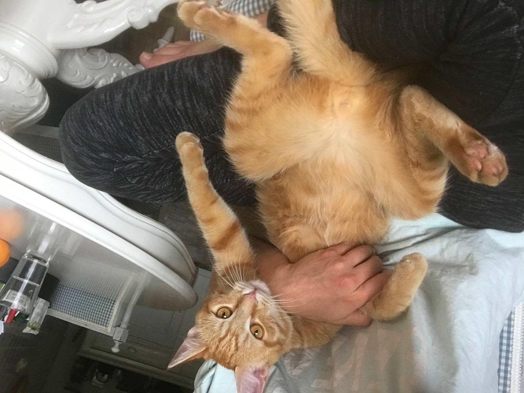 Eros participe au concours pour gagner de l'argent avec cette photo : carnivore, cat, claw, comfort, companion_dog, dog_breed, domestic_short_haired_cat, ear, fawn, felidae, fur, gesture, mammal, nail, nap, paw, small_to_medium_sized_cats, tail, whiskers, wrinkle