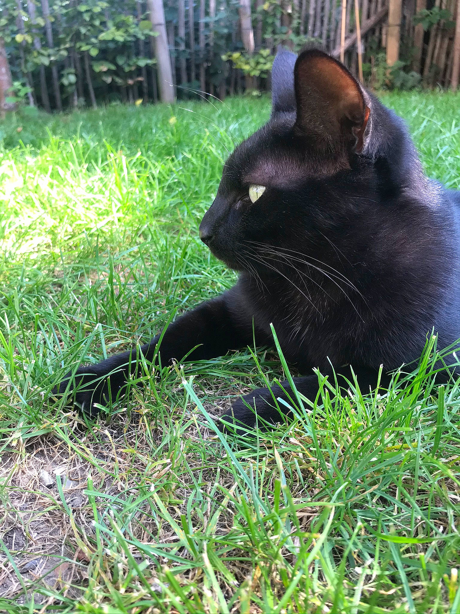 Mufasa a rejoint le concours — aidez-le/la à gagner de superbes lots ! black_cat, bombay, carnivore, cat, domestic_short_haired_cat, eye, felidae, fence, fur, grass, groundcover, plant, shrub, sitting, small_to_medium_sized_cats, snout, tail, terrestrial_animal, tree, whiskers