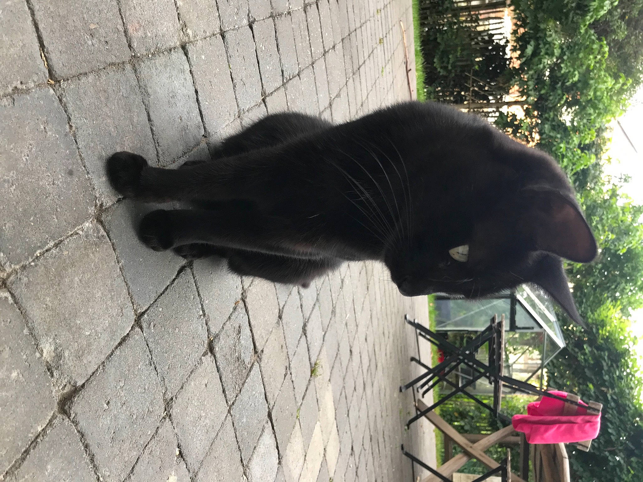 Mufasa participe au concours pour gagner de l'argent avec cette photo : black_cat, bombay, carnivore, cat, dog_breed, domestic_short_haired_cat, felidae, flooring, fur, grass, plant, road_surface, small_to_medium_sized_cats, snout, sporting_group, tail, terrestrial_animal, tints_and_shades, tree, whiskers