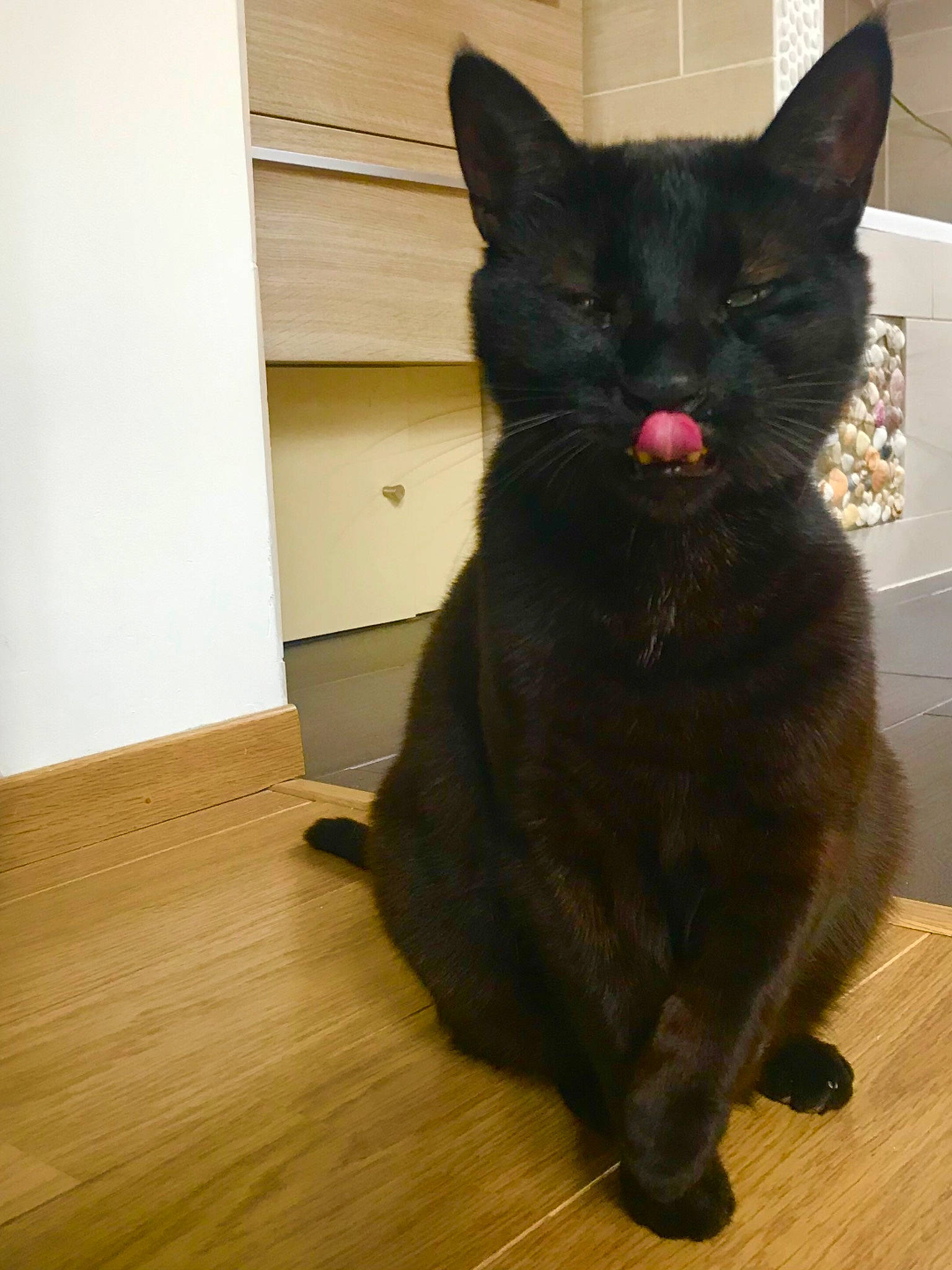 Mufasa participe au concours pour gagner de l'argent avec cette photo : black_cat, bombay, carnivore, cat, claw, domestic_short_haired_cat, felidae, flooring, fur, hardwood, laminate_flooring, small_to_medium_sized_cats, snout, tail, terrestrial_animal, varnish, whiskers, wood, wood_flooring, wood_stain