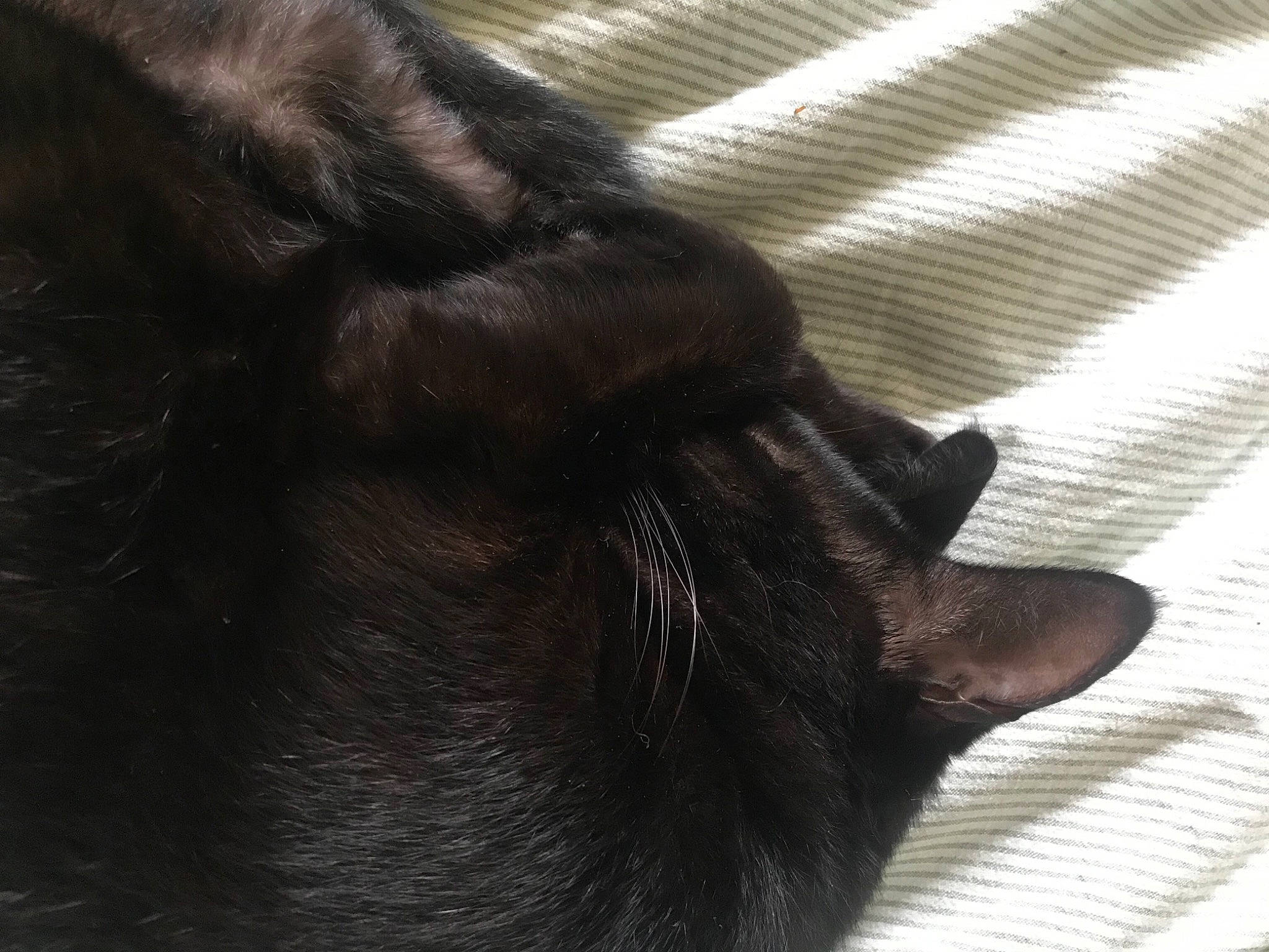 Mufasa a rejoint le concours — aidez-le/la à gagner de superbes lots ! black_cat, canidae, carnivore, cat, claw, comfort, dog_breed, ear, fawn, felidae, human_leg, liver, paw, small_to_medium_sized_cats, snout, sporting_group, tail, textile, vertebrate, whiskers