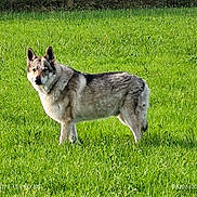 Leeroy a rejoint le concours — aidez-le/la à gagner de superbes lots ! dog, animal, grass, field, outdoor, nature, fur, canine, pet, mammal, standing, alert, green, daylight, wildlife, portrait, looking, ears, snout, background