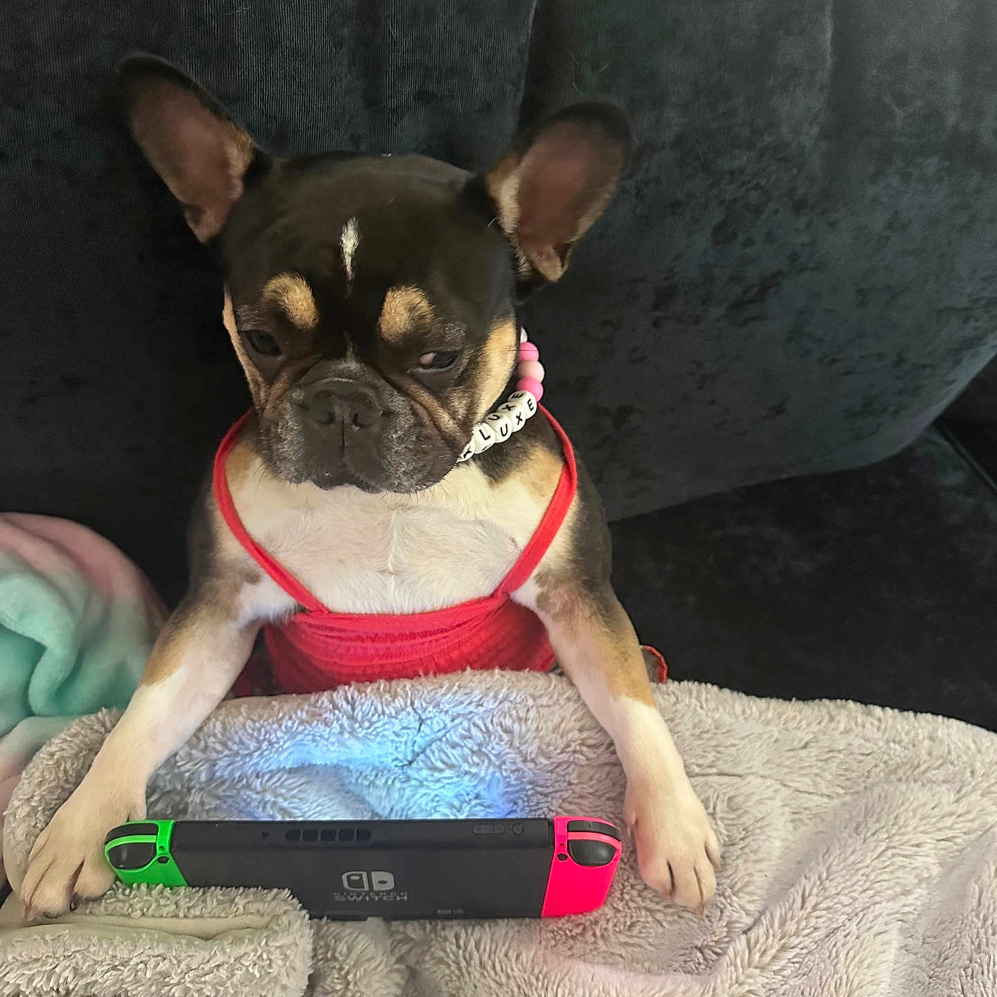Lulu joined the competition — help win amazing prizes! animal, bead_collar, blanket, controller, couch, cute, dog, ears, focused, french_bulldog, fur, gaming, indoor, nintendo_switch, paw, pet, playing, red_clothing, relaxed, small_dog