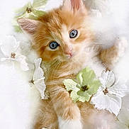 Crackers joined the competition — help win amazing prizes! kitten, cat, orange_cat, blue_eyes, fluffy, flowers, white_flowers, green_flowers, cute, pet, animal, soft, close_up, portrait, feline, small, innocent, sleepy, resting, adorable