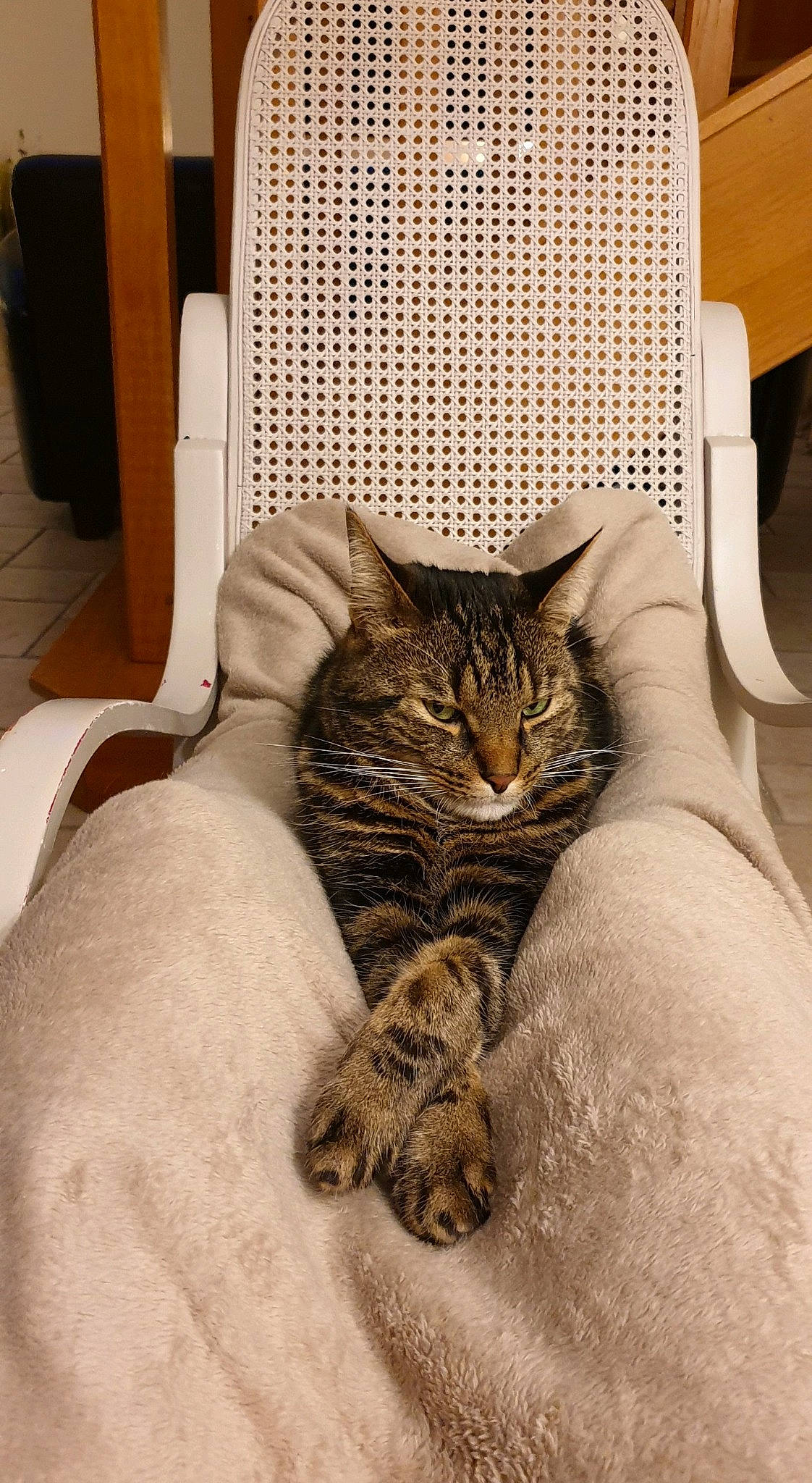 Ketamine a rejoint le concours — aidez-le/la à gagner de superbes lots ! bedding, carnivore, cat, chair, comfort, domestic_short_haired_cat, fawn, felidae, floor, flooring, fur, grey, hardwood, linens, room, small_to_medium_sized_cats, tail, terrestrial_animal, whiskers, wood