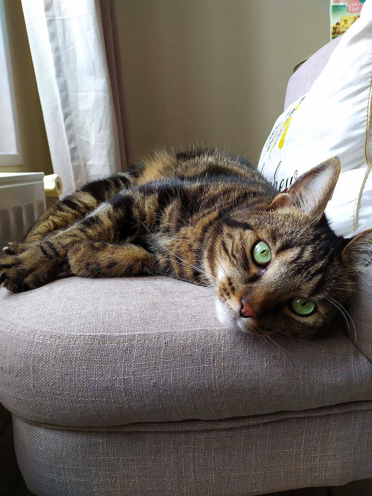 Ketamine participe au concours pour gagner de l'argent avec cette photo : carnivore, cat, cat_bed, cat_supply, comfort, domestic_short_haired_cat, felidae, flooring, fur, grey, nap, paw, room, sitting, small_to_medium_sized_cats, snout, tail, terrestrial_animal, whiskers, window