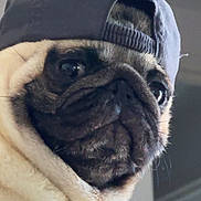 Elvis a rejoint le concours — aidez-le/la à gagner de superbes lots ! dog, pug, cap, hat, pet, indoor, animal, portrait, closeup, cute, face, fur, whiskers, expression, looking_away, domestic_animal, mammal, headwear, wearing, adorable