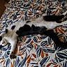 cat, black_and_white, sleeping, lying_down, stretched, fur, whiskers, tail, paws, indoor, bed, bedspread, floral_pattern, fabric, relaxed, pet, animal, cozy, playful, photography