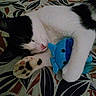 cat, black_and_white_cat, sleeping, cuddling, plush_toy, blue_toy, paws, fur, pet, animal, cute, indoors, bed, blanket, floral_pattern, leaf_pattern, resting, nap, close_up, cozy