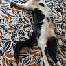 cat, black_and_white, lying_down, stretching, relaxed, sleeping, belly_up, paws, whiskers, tail, pet, bed, bedspread, patterned_fabric, blue_toy, indoor, home, plaything, cute, animal