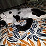 Amaïs participe au concours pour gagner de l'argent avec cette photo : cat, black_and_white, lying_down, bedspread, leaf_pattern, indoor, pet, playful, paw, fur, tail, resting, animal, cozy, domestic_cat, feline, cute, sleepy, whiskers, relaxed