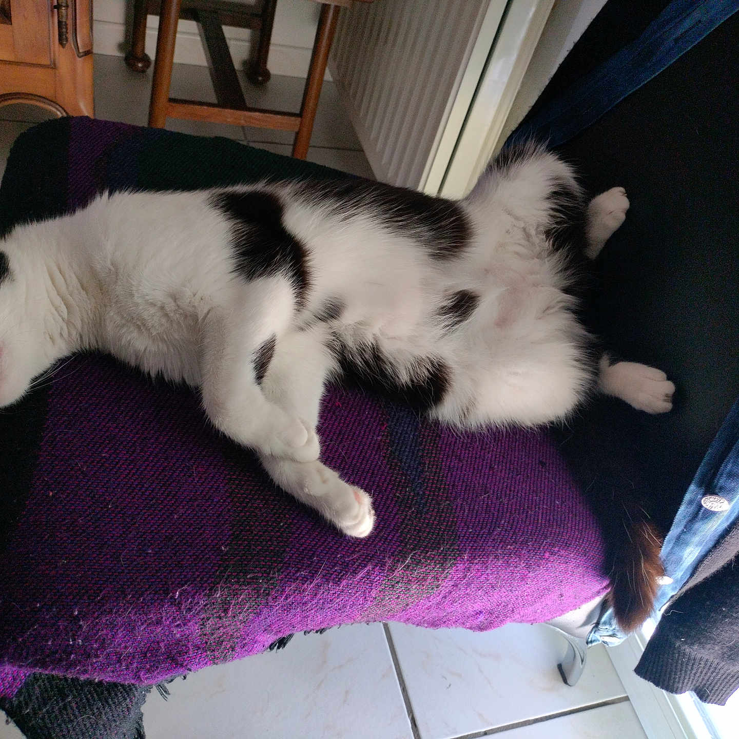 Amaïs participe au concours pour gagner de l'argent avec cette photo : cat, black_and_white, sleeping, relaxed, indoor, blanket, purple, chair, furniture, pet, fur, paw, tile_floor, cozy, resting, domestic_animal, animal, cute, napping, household