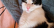 Amaïs a rejoint le concours — aidez-le/la à gagner de superbes lots ! animal, bed, black_and_white_cat, blanket, cat, close_up, comfortable, cute, ears, feline, fur, indoors, lying_down, pet, pink_nose, relaxed, resting, sleepy, soft_texture, whiskers