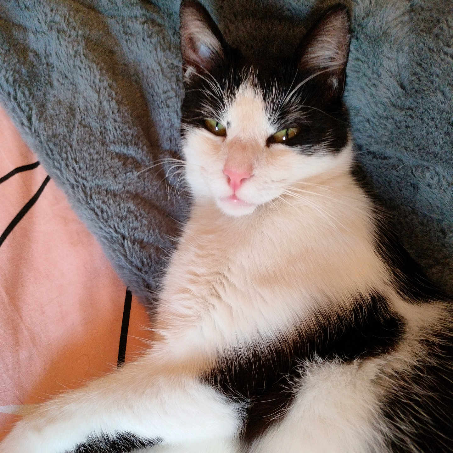 Amaïs a rejoint le concours — aidez-le/la à gagner de superbes lots ! animal, black_and_white, blanket, cat, close_up, cozy, cute, ears, feline, fur, indoor, lying_down, paw, pet, pink_nose, relaxed, resting, sleepy, soft_texture, whiskers