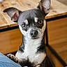 Chapy participe au concours pour gagner de l'argent avec cette photo : dog, small_dog, ears, paws, jeans, indoor, wooden_table, furniture, pet, animal, curious, close_up, brown, black, white, face, eyes, snout, canine, companion