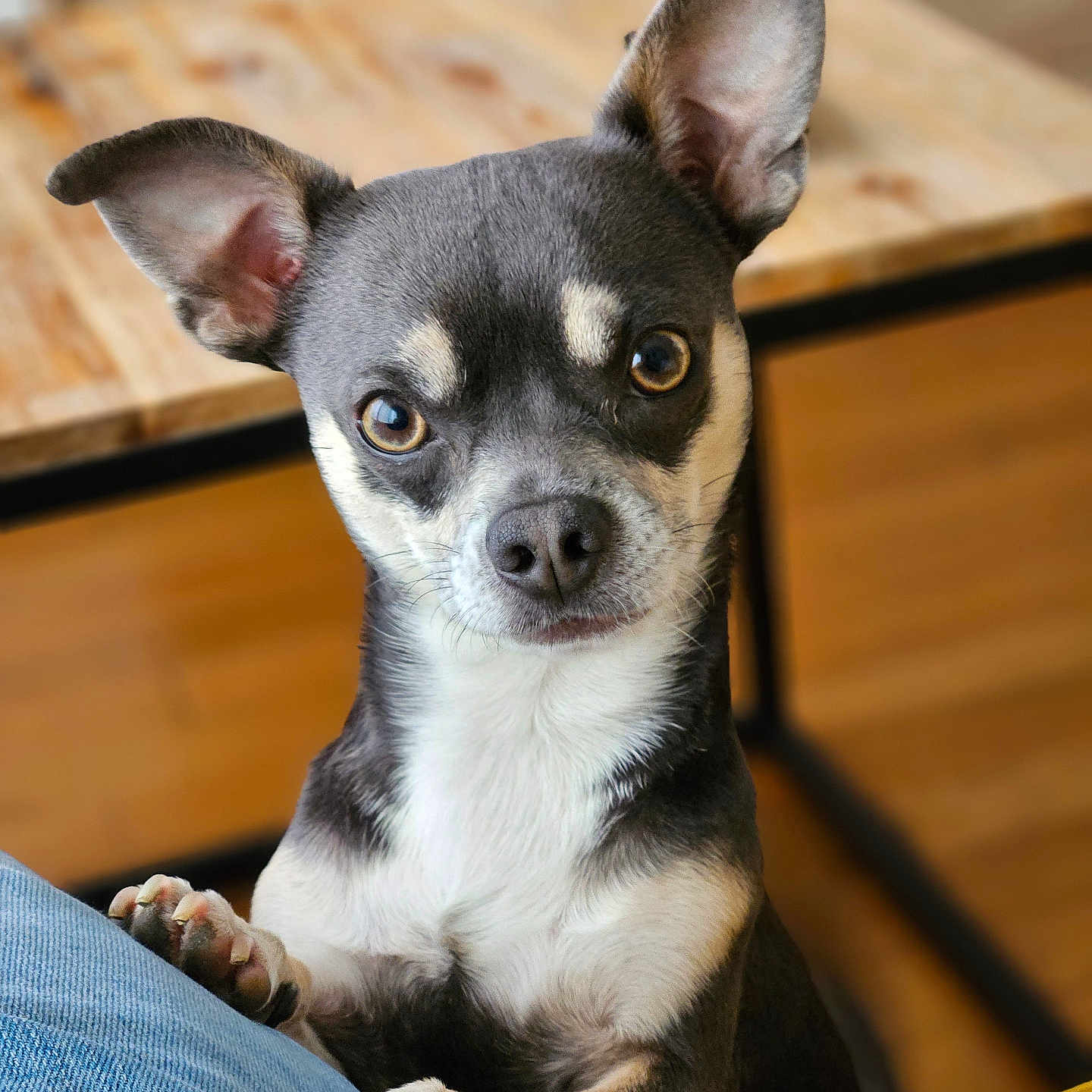 Chapy participe au concours pour gagner de l'argent avec cette photo : dog, small_dog, ears, paws, jeans, indoor, wooden_table, furniture, pet, animal, curious, close_up, brown, black, white, face, eyes, snout, canine, companion