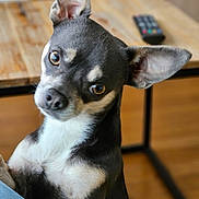 Chapy participe au concours pour gagner de l'argent avec cette photo : dog, pet, indoor, table, remote_control, curious, ears, head_tilt, brown, white, black, small_dog, fur, animal, canine, domestic, closeup, portrait, floor, furniture